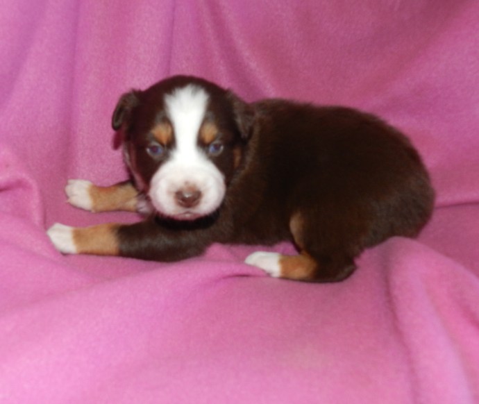 A small brown and white puppy lying on a pink blanket, with its head turned slightly towards the camera.