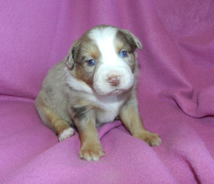 A small, fluffy puppy with a mixture of brown and cream fur, sitting on a pink blanket. The puppy has bright blue eyes and a curious expression.
