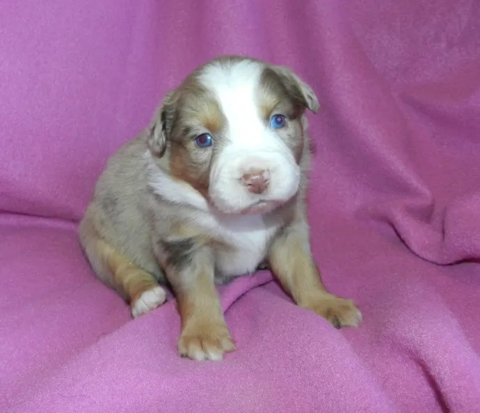 A cute puppy with blue eyes and a mix of brown and white fur, sitting on a pink fabric background.