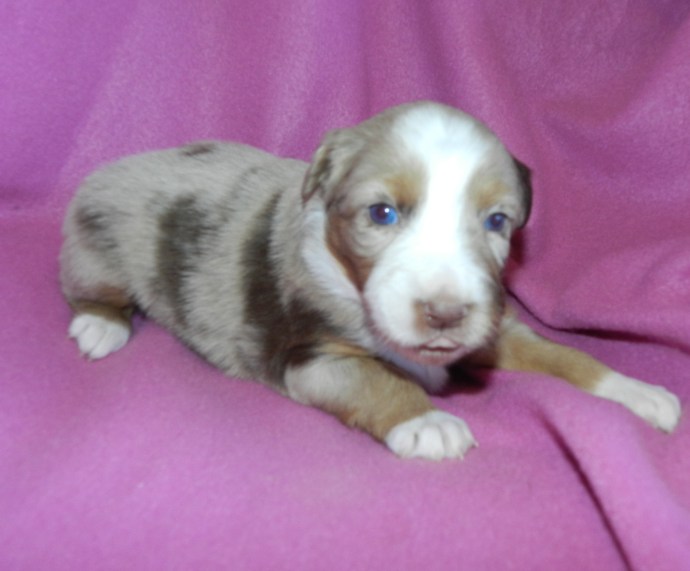 A brown and white puppy with blue eyes lying on a pink blanket.