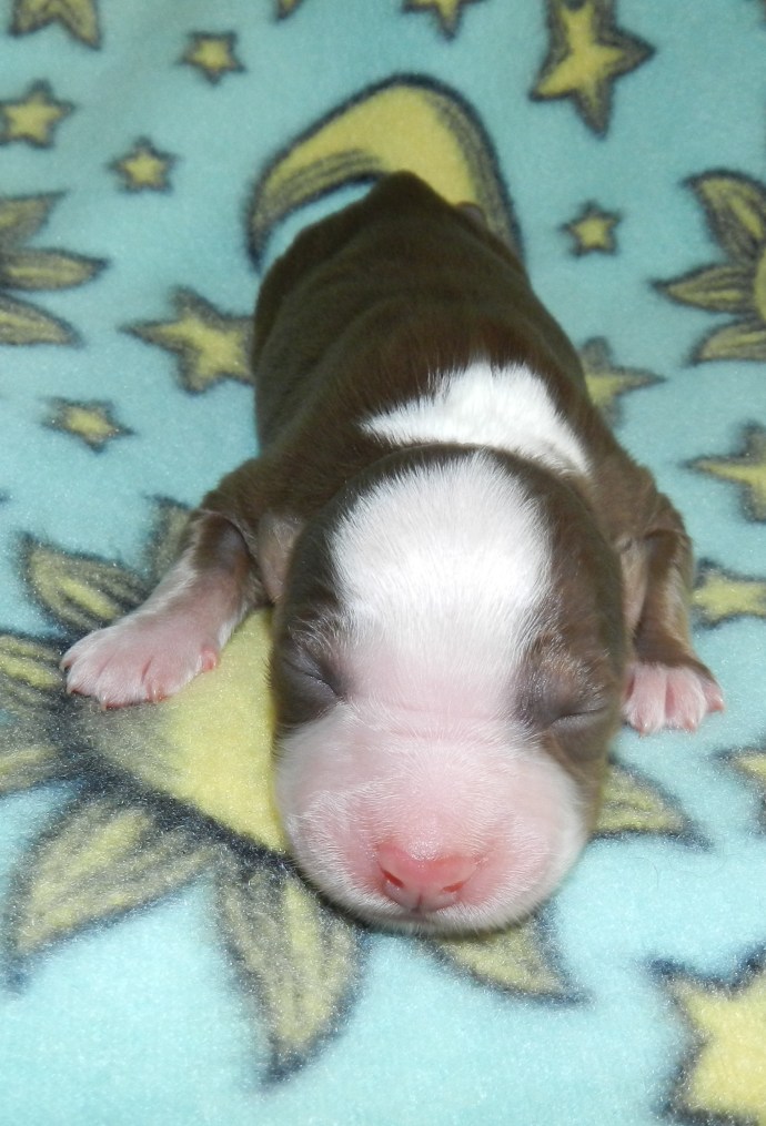 A sleeping brown puppy with a white patch on its head, resting on a light blue blanket decorated with stars and a crescent moon.