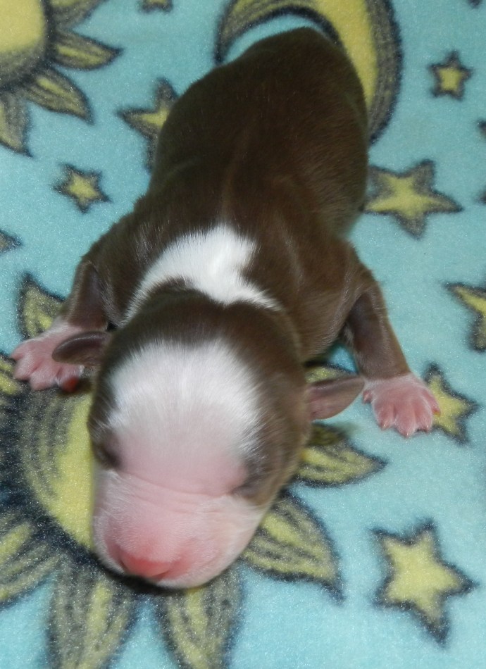 A close-up of a sleeping puppy with a brown and white coat, resting on a soft, star-patterned blanket.