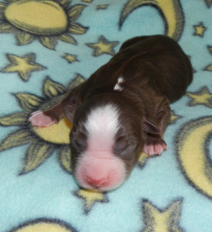 A newborn puppy with a brown coat and white markings, lying on a soft blanket decorated with stars and moons.