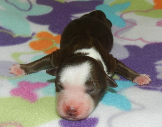 A newborn puppy lying flat on a colorful fleece blanket with a floral pattern.