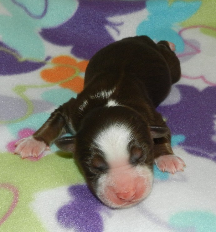 A sleeping brown and white puppy on a colorful blanket with a floral pattern.