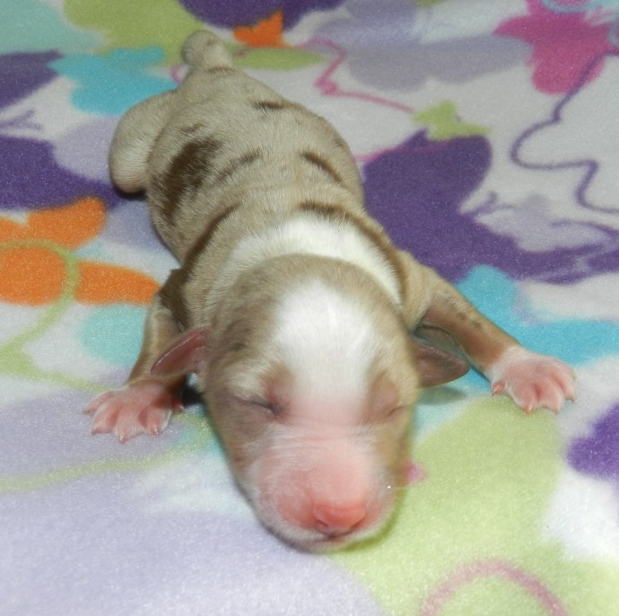 A newborn puppy lying on a colorful blanket with its eyes closed, displaying a light brown and white coat.