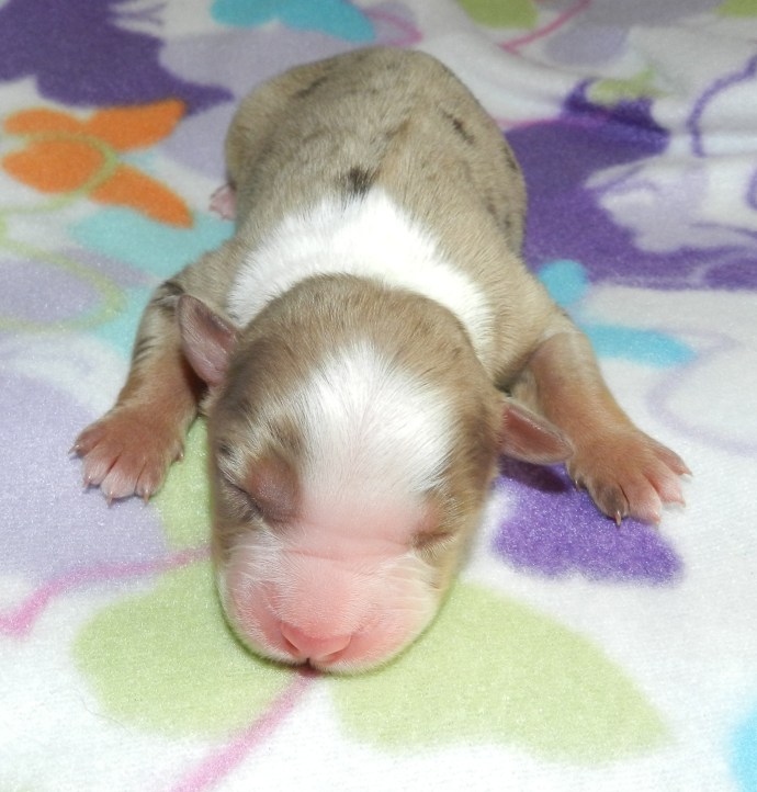 A small, sleeping puppy with a tan and white coat lies on a colorful, patterned blanket.