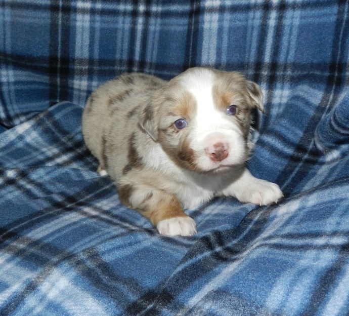 A playful Australian Shepherd puppy with a merle coat, featuring light brown and white markings, is sitting on a blue plaid blanket.