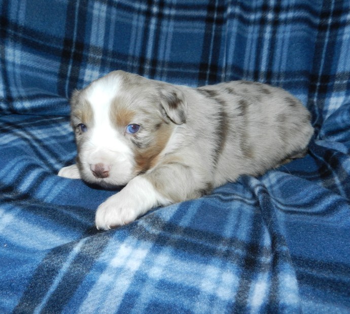 A small, fluffy puppy with a merle coat pattern resting on a blue and black plaid blanket.