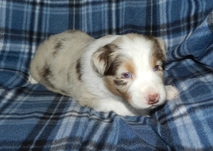 A cute Australian Shepherd puppy resting on a blue plaid blanket.