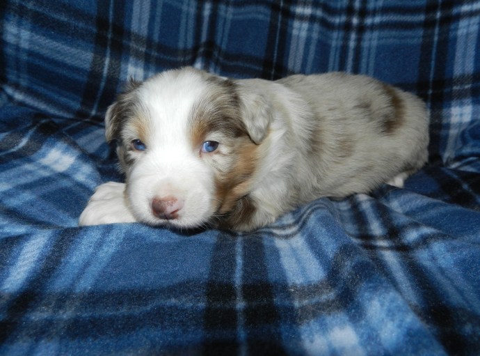 A close-up of a small blue merle puppy lying on a blue and black plaid blanket.