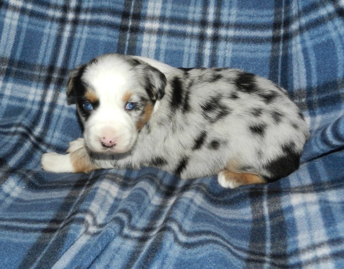 A small, adorable puppy with a speckled coat and bright blue eyes resting on a blue plaid blanket.