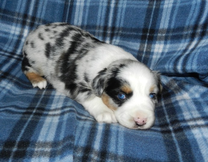 A cute puppy with a marbled coat and blue eyes lying on a blue plaid blanket.