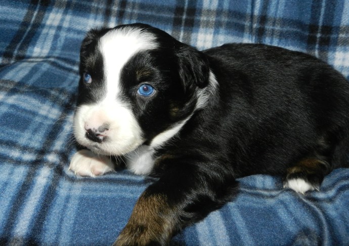 A black and white puppy with striking blue eyes lying on a blue plaid blanket.