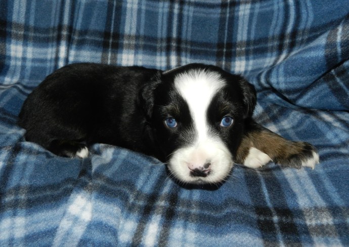 A small black and white puppy with striking blue eyes, resting on a blue plaid blanket.